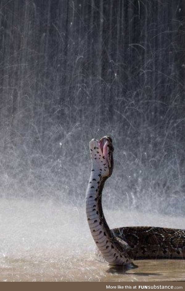There's sneks in this motherf*cking rain