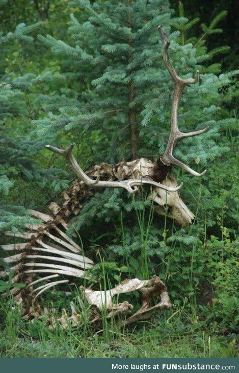 Still intact deer skeleton! What are the odds