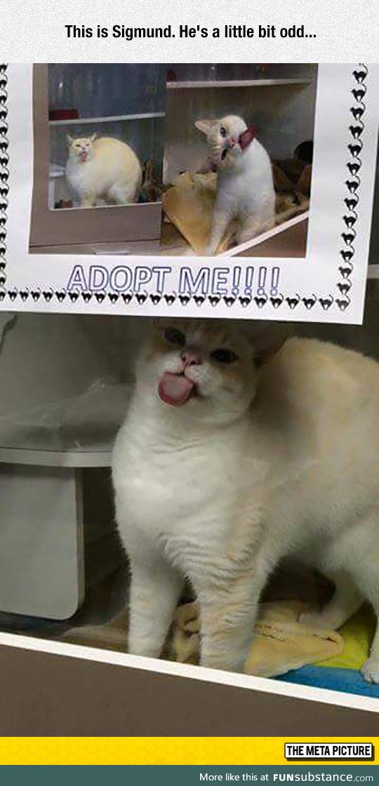 Would you adopt him?