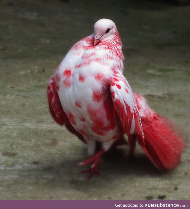 This white and red pigeon is prettier than you
