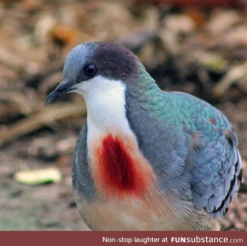 Luzon Bleeding Heart Dove/Pigoen (have no fear-- it isn't hurt)