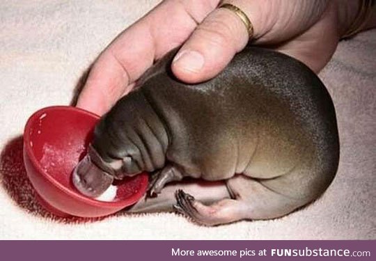 This is a baby platypus