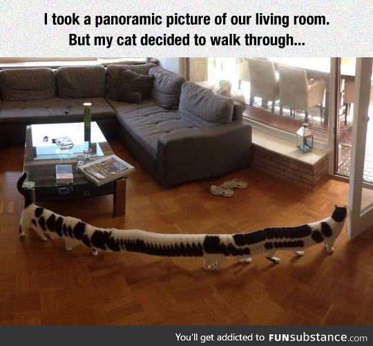 Panoramic picture of a cat