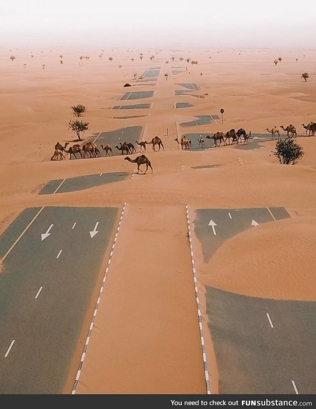 Why did the camel cross the road?