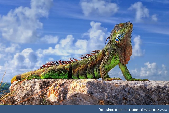 The Common Iguana is a majestic creature