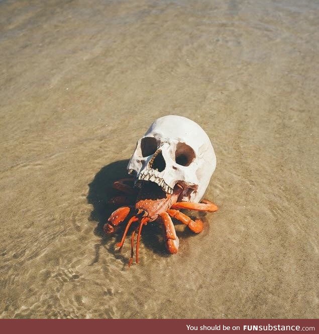 Edgy hermit crab uses a skull as a shell