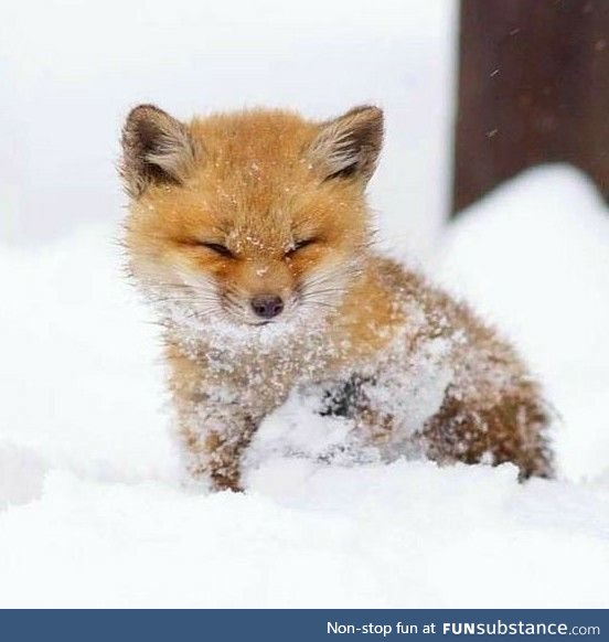Day 628 of your daily dose of cute: What does the fox say?