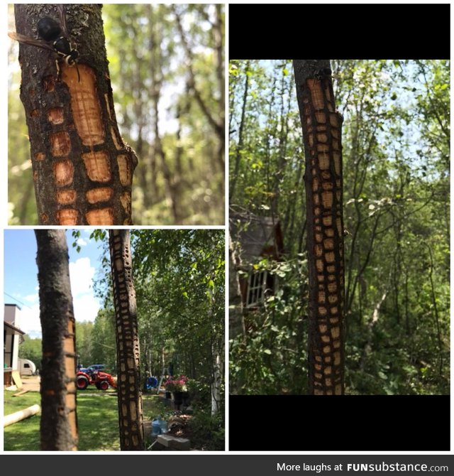 The pattern this wasp peels the bark off a tree