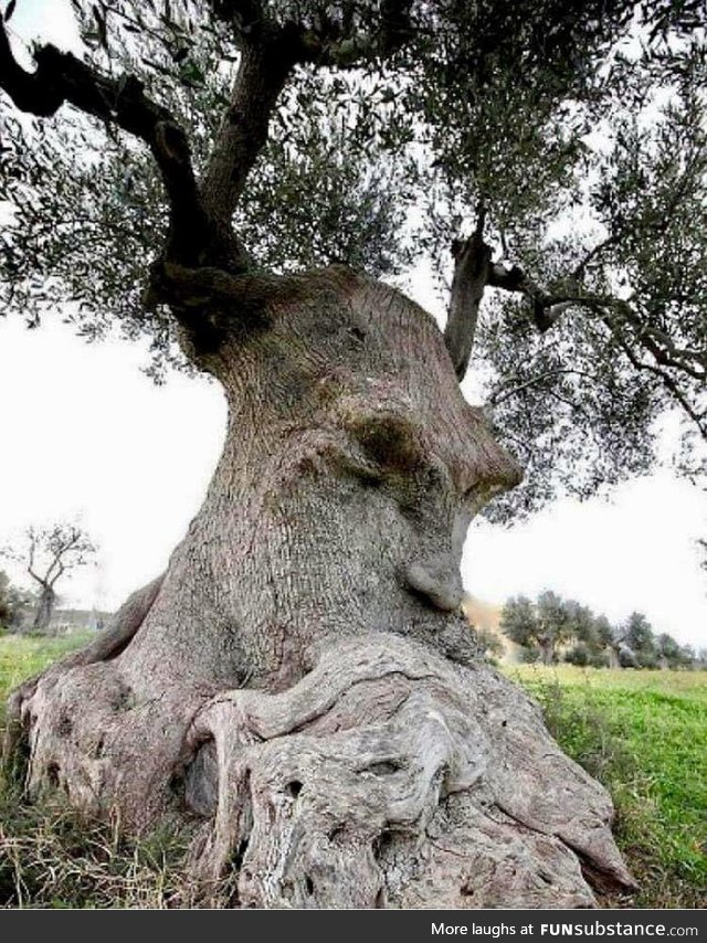 The Thinking Tree, ancient olive tree, Puglia, Italy