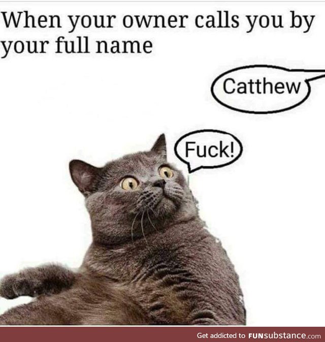 Catthew!