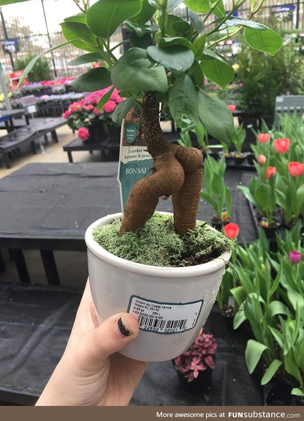 Sexy bonsai