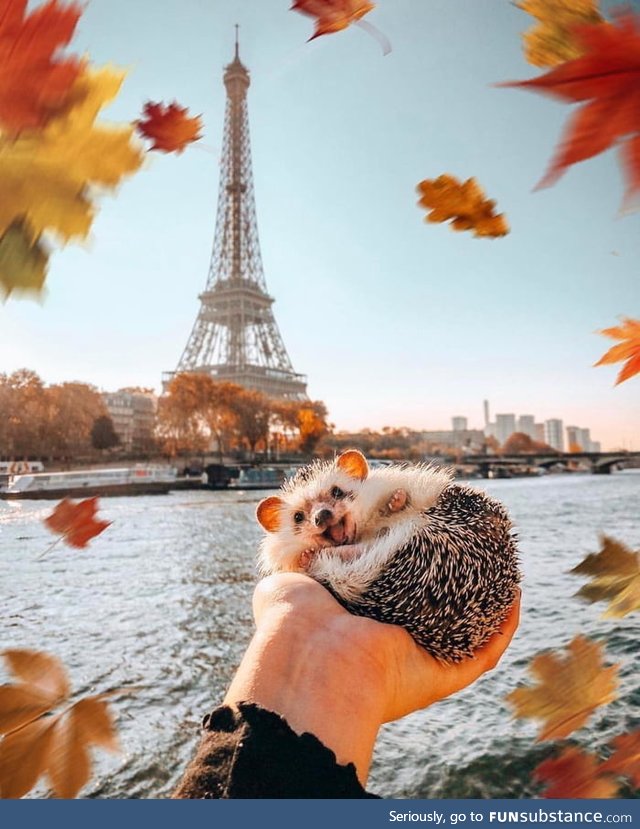 This hedgehog in Paris
