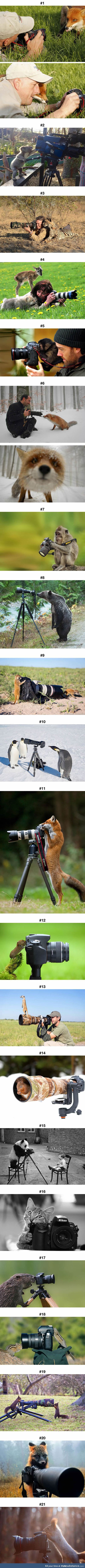 Animals That Want to Be Photographers