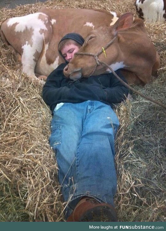 Cow snuggles