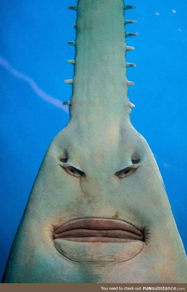 The Underside Of A Sawfish Better Known As "I'd Like To Speak To Your