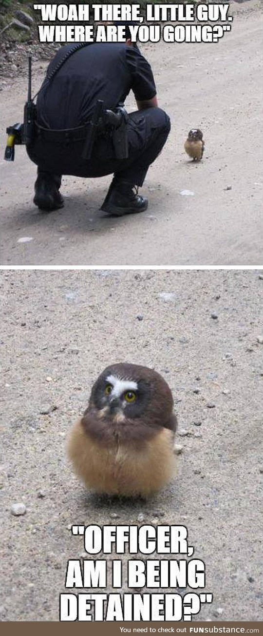 An owlet goes for a stroll