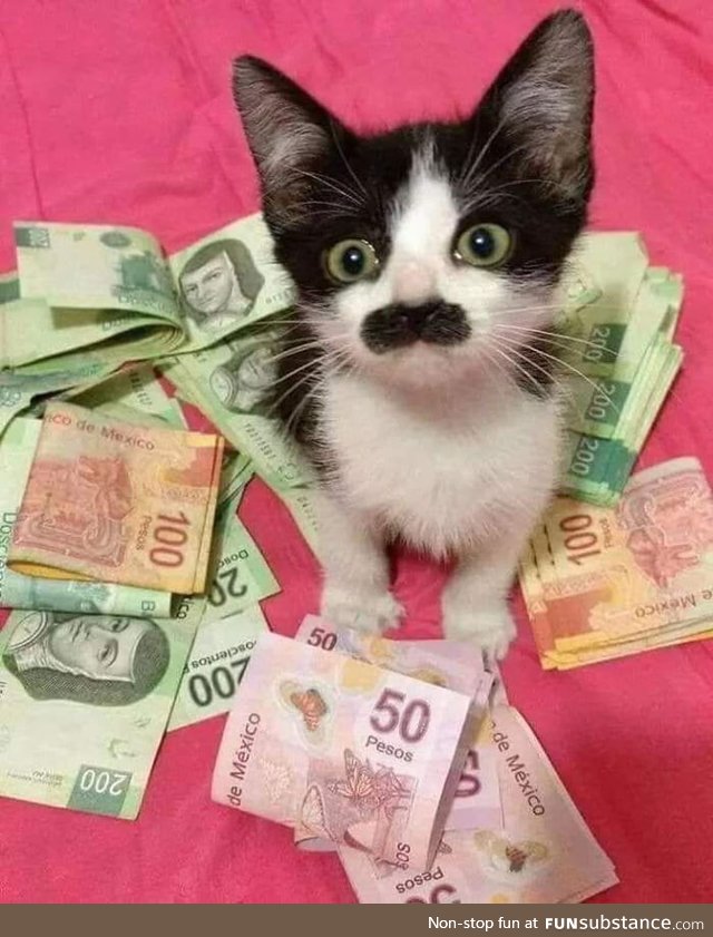 This is Carlos el gatito, infiltrated cop in the Mexican drug cartel. Just upvote and