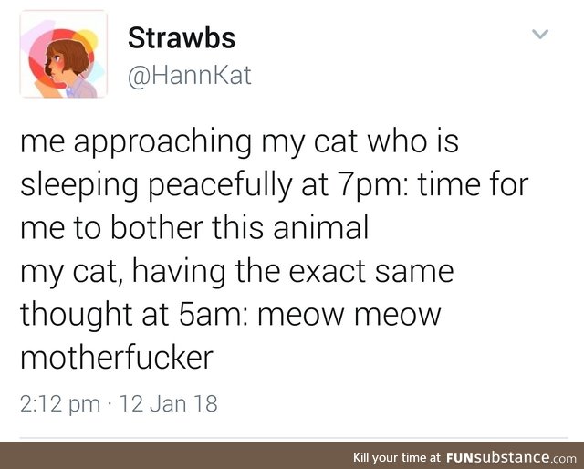 meow meow