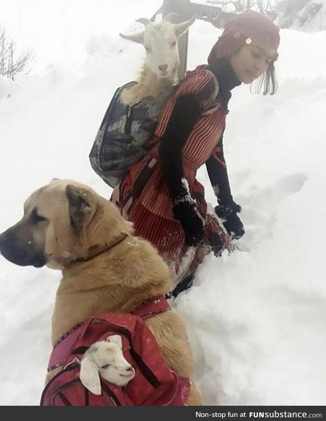 Girl and her dog rescue a mother goat and her newborn baby