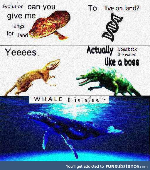 whale