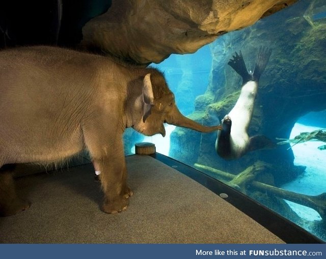 The animal handlers at the Oregon Zoo took Elephant around to meet some other animals