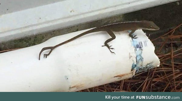 This lizard shed its tail and grew a new one to replace the old: But also grew a fifth
