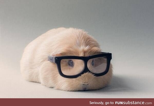 If guinea pigs worked in advertising this is what they'd look like