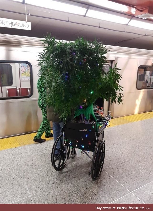 Meanwhile in Canada... People are taking their weed plants for walks