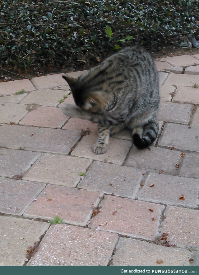 This is Blackfoot. He's a Campus Cat. Followed me til I fed him, but paused eating to dab.
