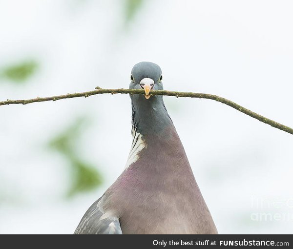 Pigeon with a Stick (Kay Roxby)