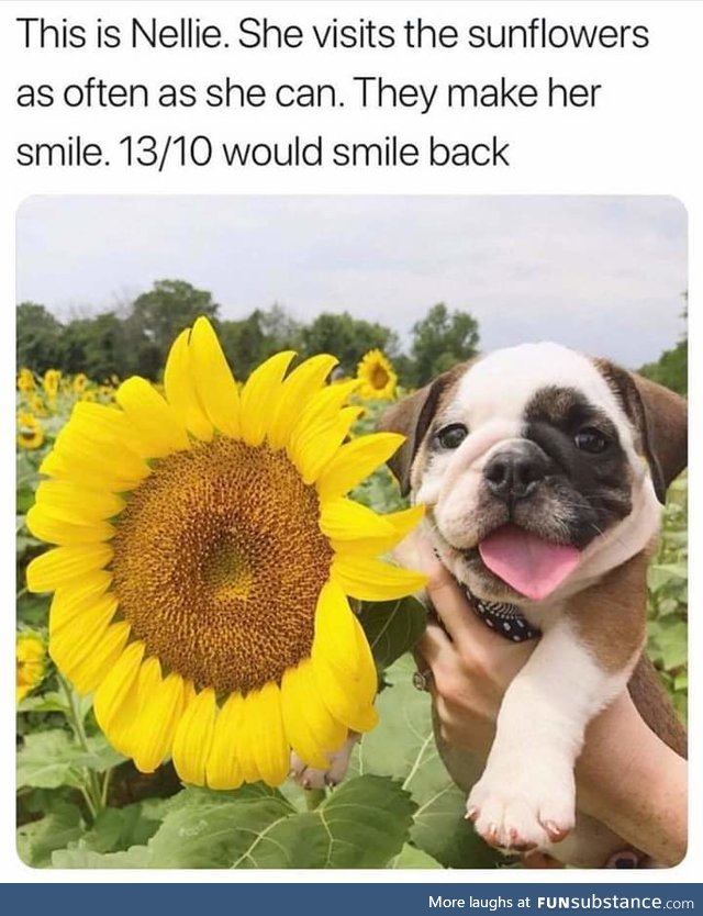 That's a lucky sunflower
