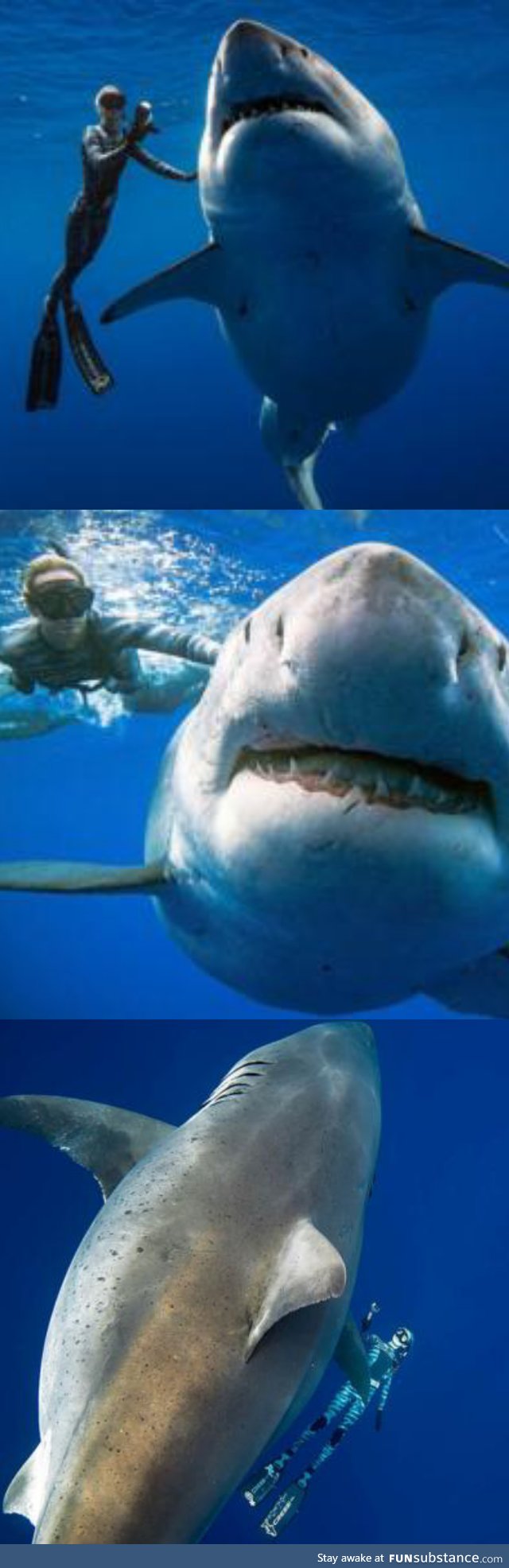 Deep Blue, largest documented Great White. No way in HELL I would get in that water.