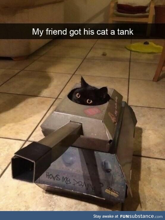 Beware of the kitten tank