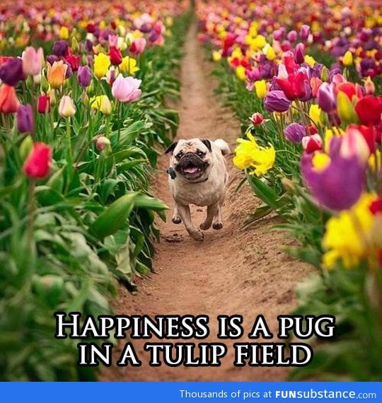 Happiness pug