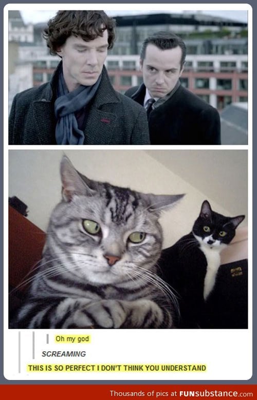 Sherlock kitties