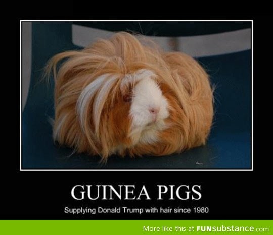 Guinea wigs
