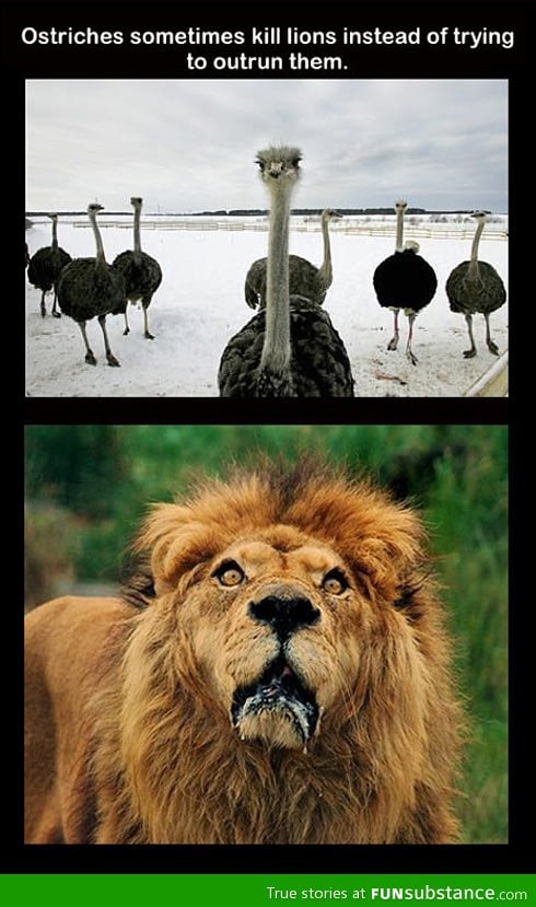 Lions beware of ostriches