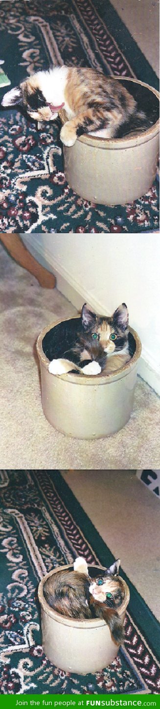 My Cat Was Weird As A Kitten...