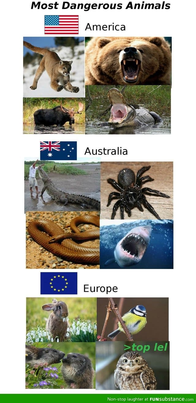 Most dangerous animals