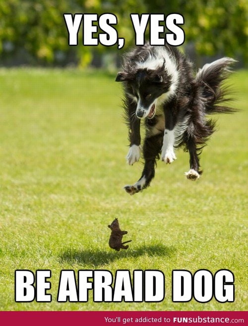 Be afraid of dog