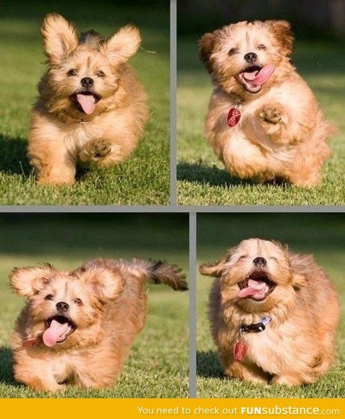 Perhaps the happiest dog in the world...