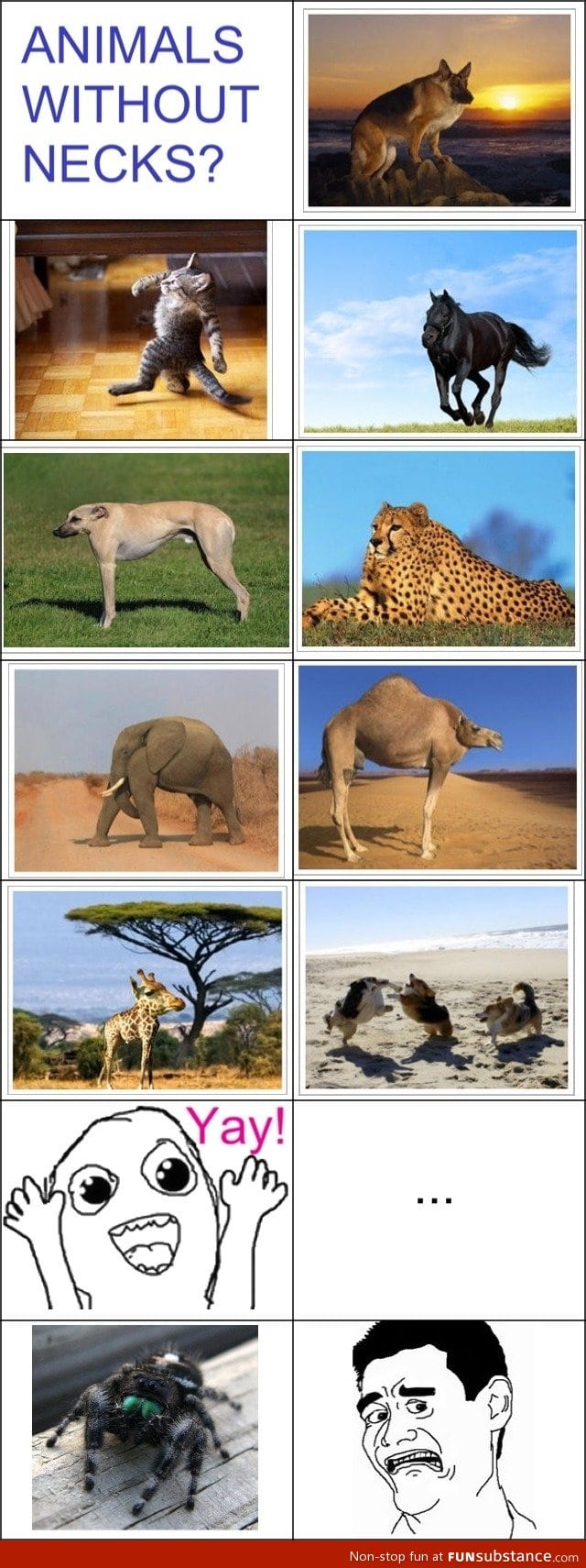 Animals without a neck