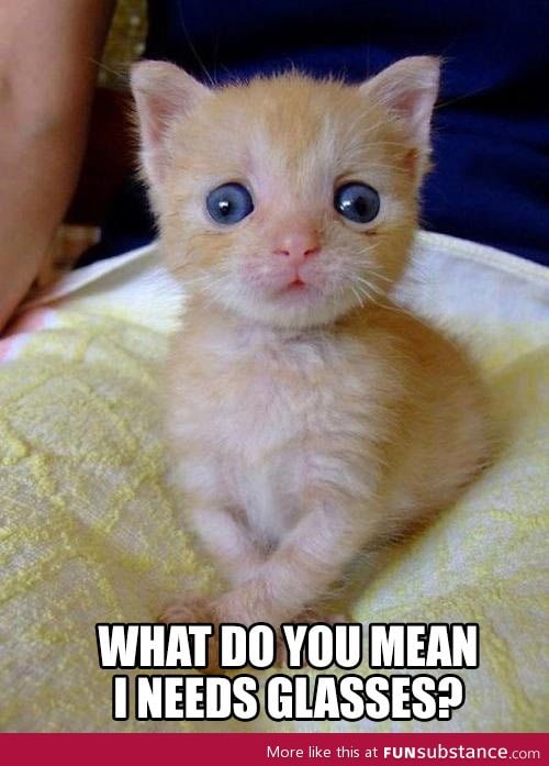Surprised kitty