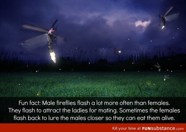 Firefly fact. That escalated quickly