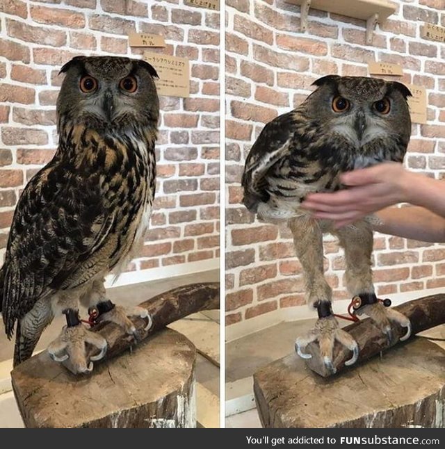 A considerable portion of an owl body volume is made up by feathers: As a consequence,