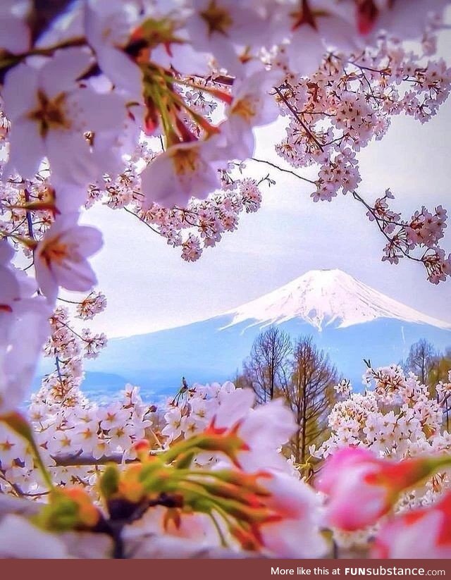 A view through the blossoms