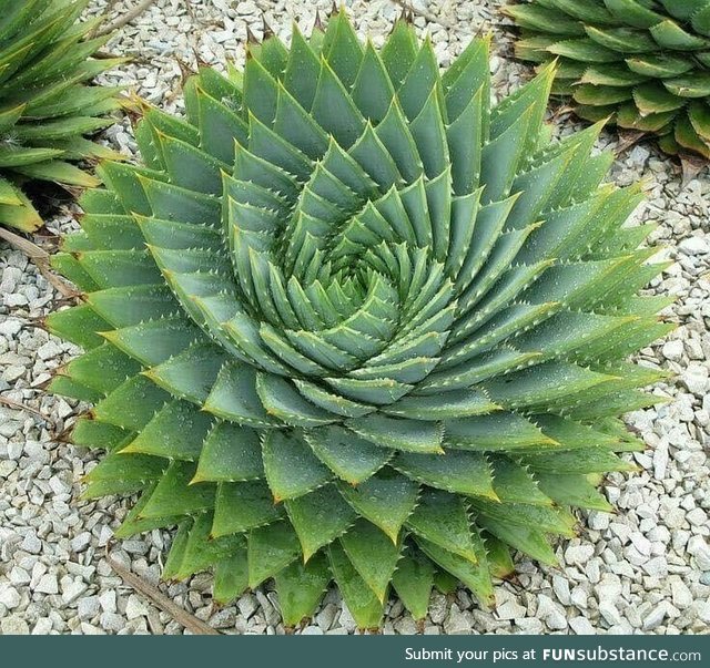 This perfectly swirled plant