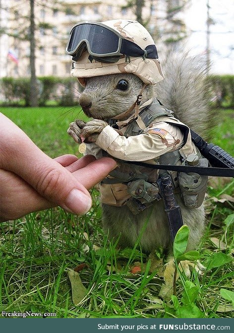 Squirrel Soldier