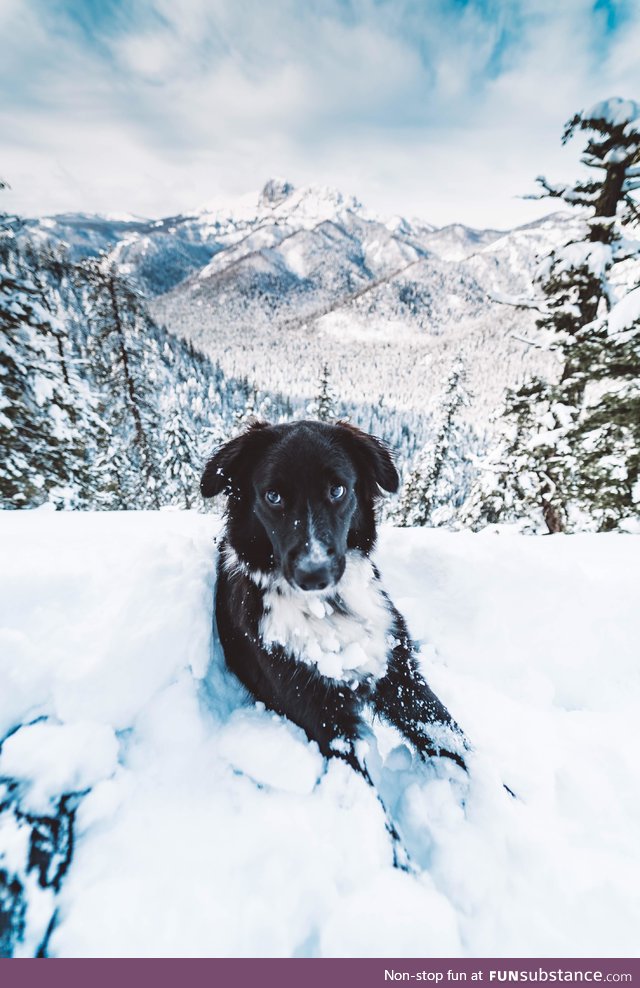 Took my dog snow hiking for the first time!