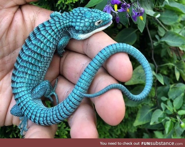 The Abronia graminea, commonly known as Mexican Alligator Lizard